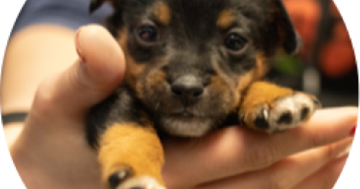 austin pets alive adoption process