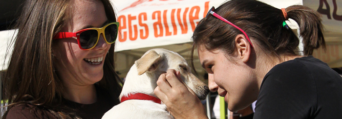 Austin Pets Alive! How to Adopt a Dog - Austin Pets Alive!